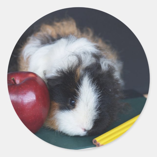Stickers Kids School Guinea Pig (Devant)