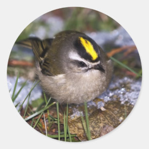 Stickers Kinglet couronné d'or