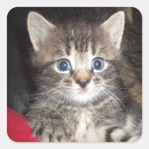 stickers Kitten surpris