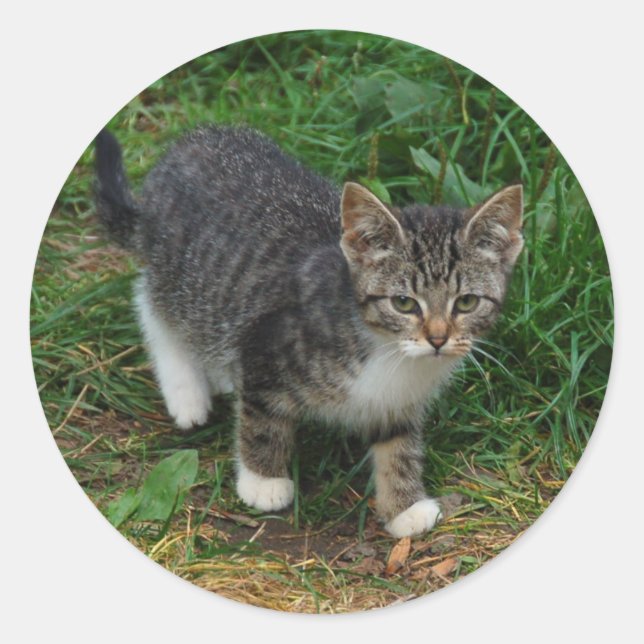 Stickers Kitten tigres (Devant)