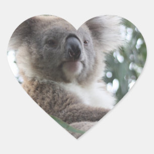 Stickers Koala Bear Facts
