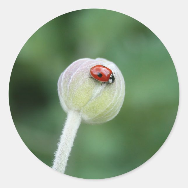 Stickers Lady Bird (Devant)