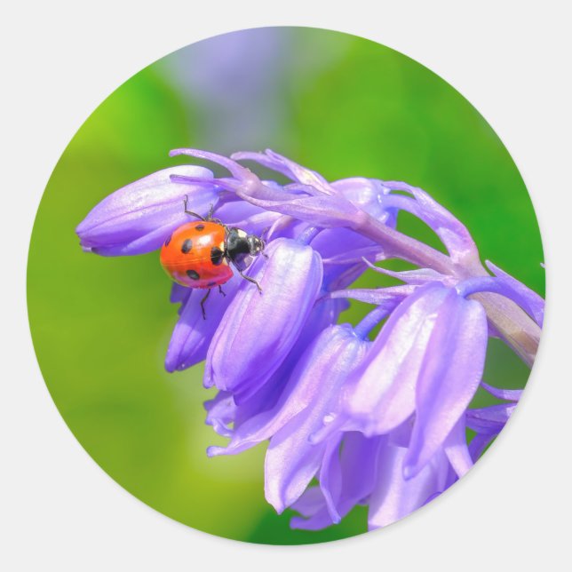 Stickers Ladybug sur Bluebells (Devant)