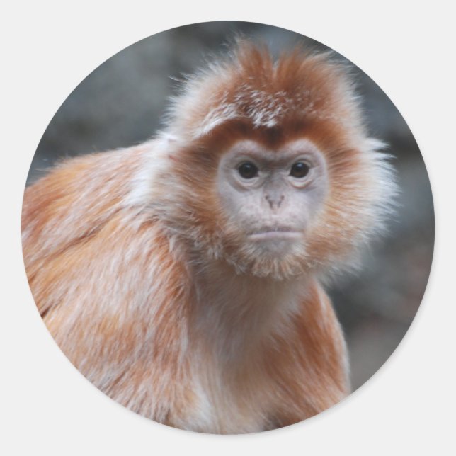 Stickers Langur (Devant)
