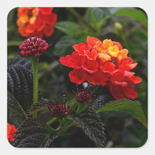 Stickers Lantana rouge orange #1-2