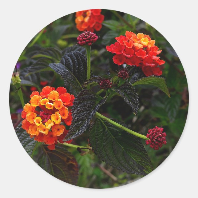 Stickers Lantana rouge orange no 1 (Devant)