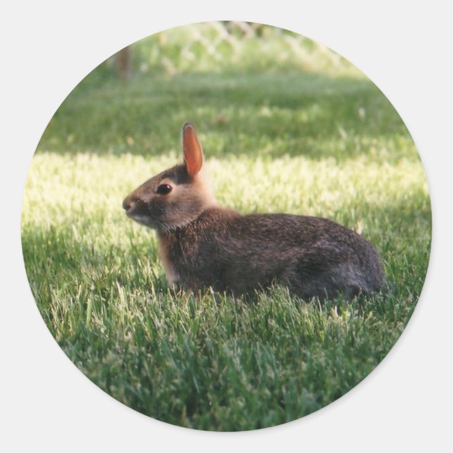 Stickers Lapin Bunny (Devant)