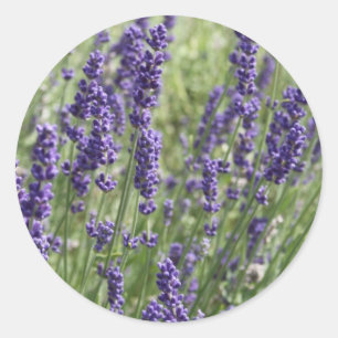 Stickers Lavender Flowers