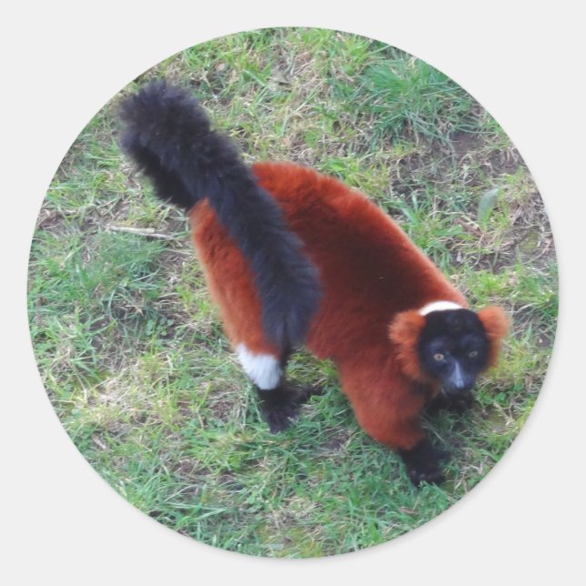 Stickers Lemur rouge Ruffé #1 (Devant)