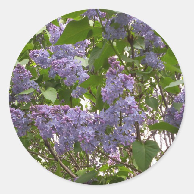Stickers Lilacs (Devant)