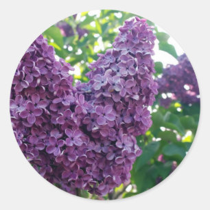 Stickers Lilacs violets