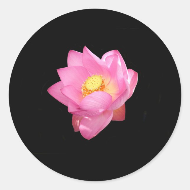 Stickers Lily d'eau (Devant)