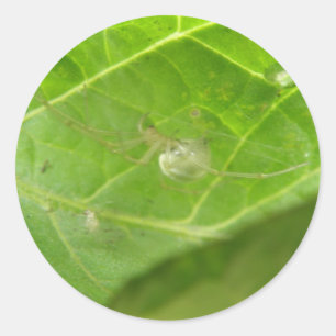 Stickers Little Spider