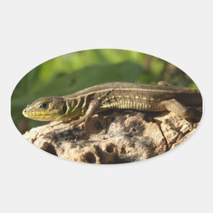 Stickers Lizard