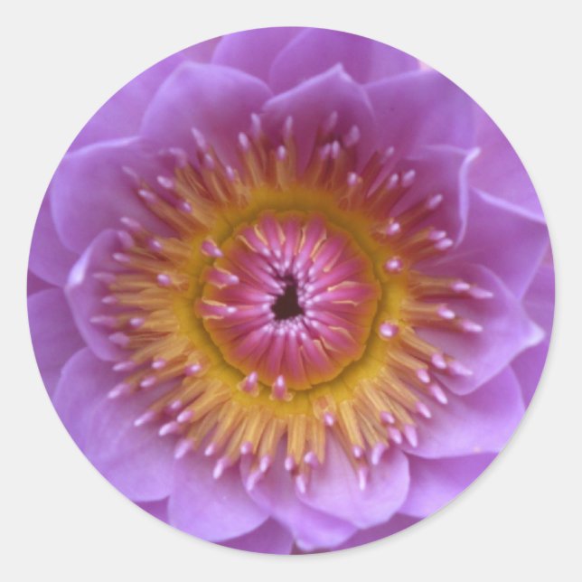 Stickers Lotus Flower (Devant)