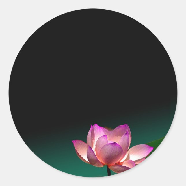 stickers lotus rose (Devant)