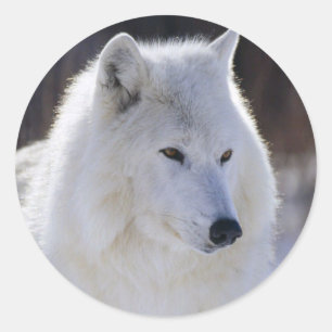 Stickers Loup blanc arctique