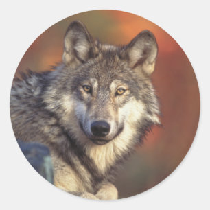 Stickers Loup gris