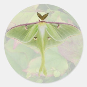 Stickers Luna Moth