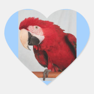 Stickers Macaw