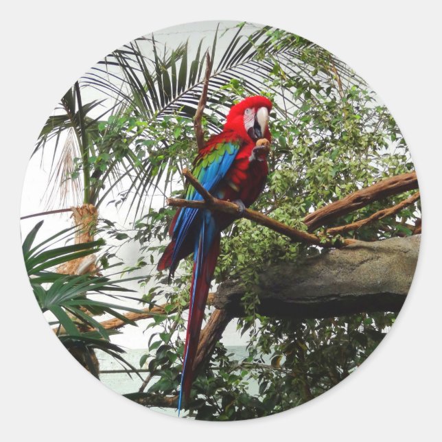 Stickers Macaw à ailes vertes #4 (Devant)