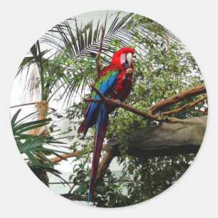 Stickers Macaw à ailes vertes #4
