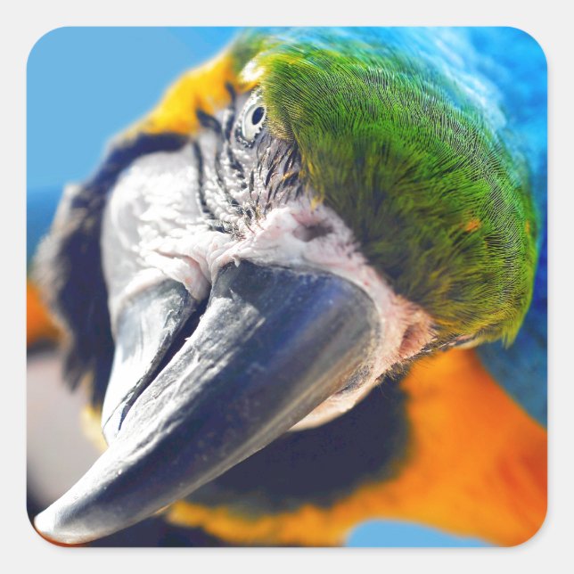 Stickers Macaw bleu et jaune (Devant)