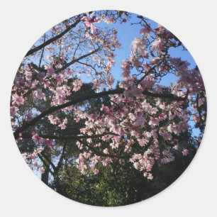 Stickers Magnolia dawsoniana #2