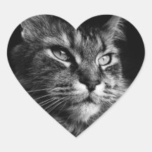 stickers Maine Coon Cat