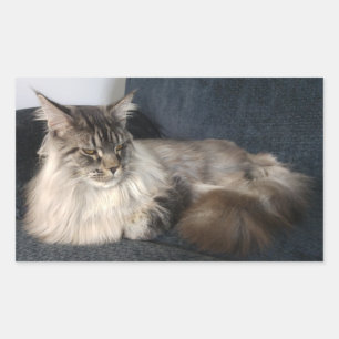 Stickers Maine Coon Cat