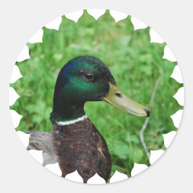 Stickers Mallard (Devant)