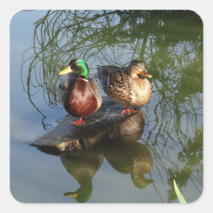 Stickers Mallard Ducks #2