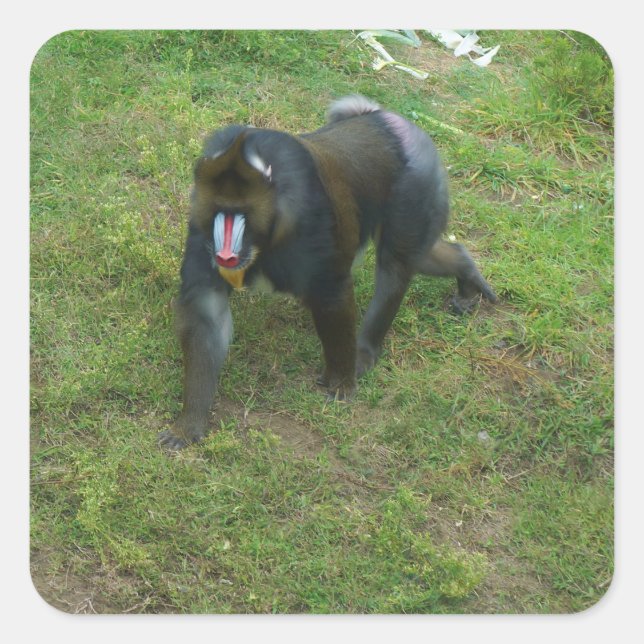 Stickers Mandrill #5 (Devant)