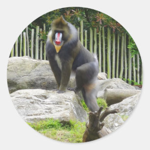 Stickers Mandrill #8