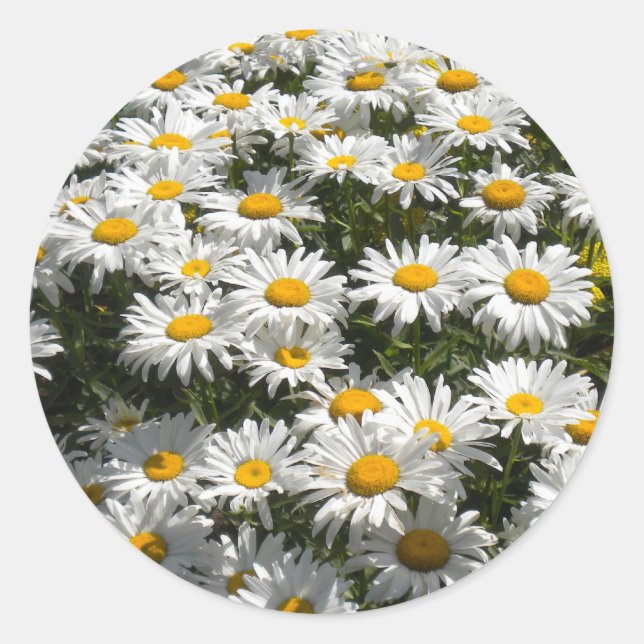 Stickers marguerite (Devant)