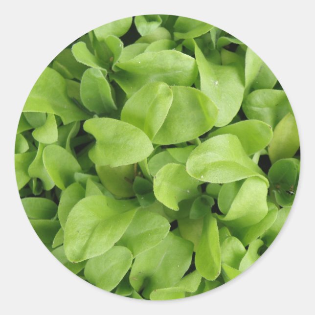 Stickers Marigold Seedlings (Devant)