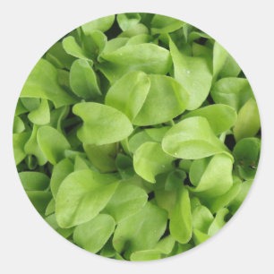 Stickers Marigold Seedlings