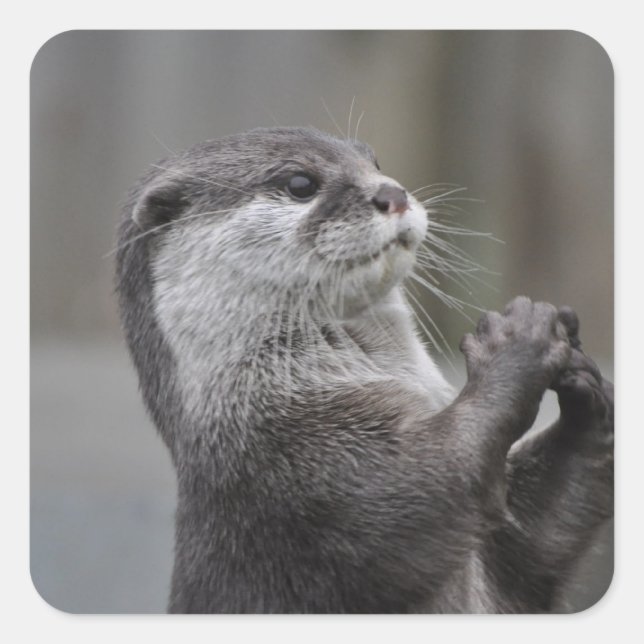 Stickers Masterminus Otter (Devant)