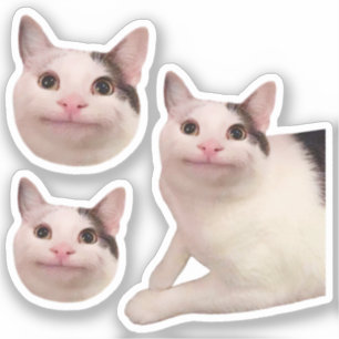 Stickers Mème de chat poli