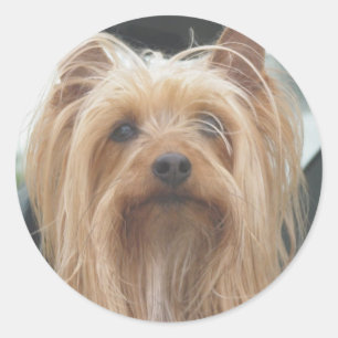 Stickers mignon Doggie