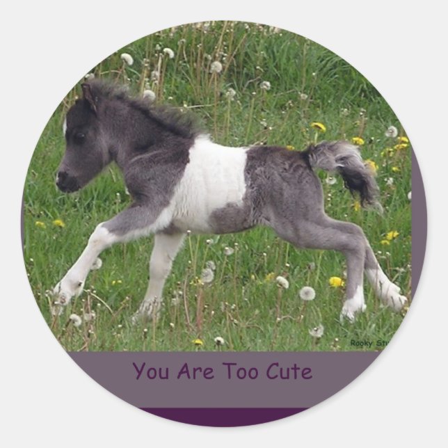 Stickers Mini Cheval Pinto Baby (Devant)
