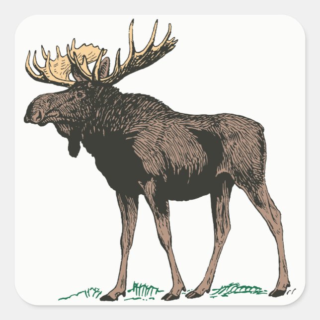 Stickers Moose (Devant)