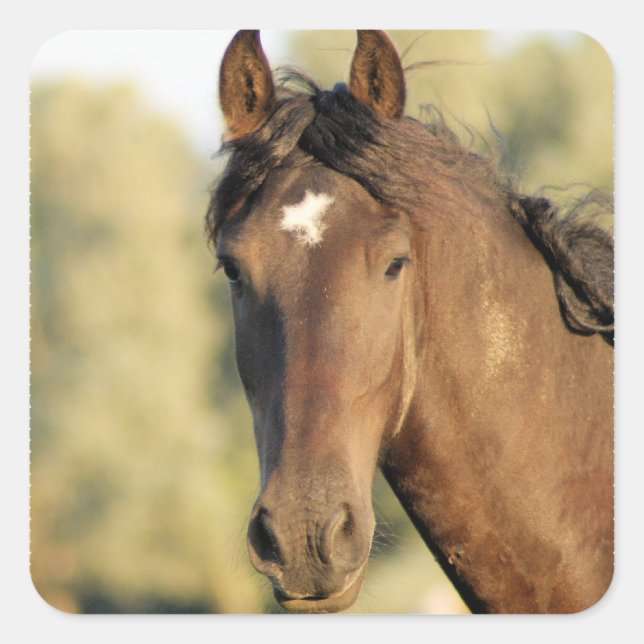 Stickers Morgan Horse (Devant)