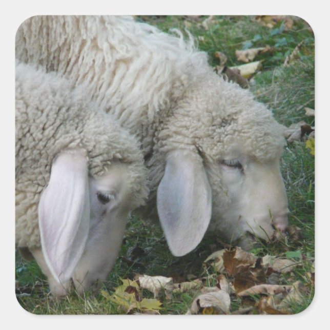 Stickers Moutons alpins (Devant)