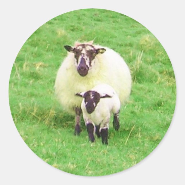Stickers moutons irlandais (Devant)