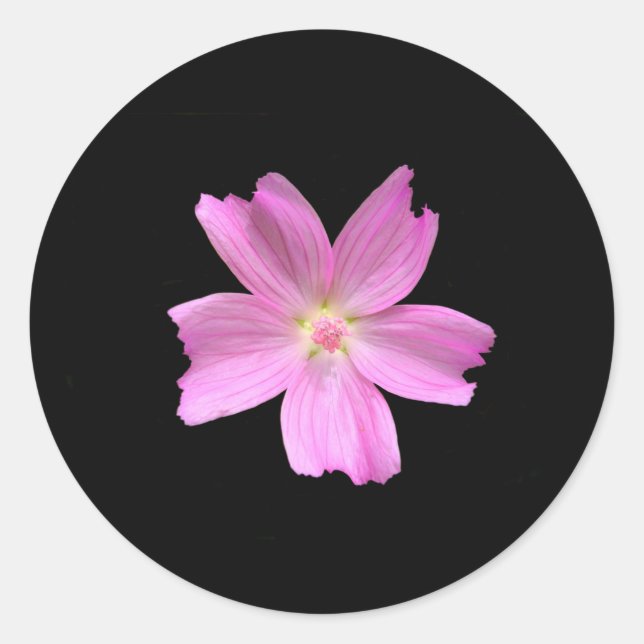 Stickers Musk-mallow (Devant)