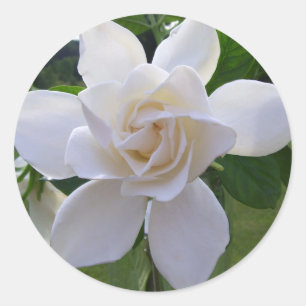 Stickers - Naturellement magnifique Gardenia