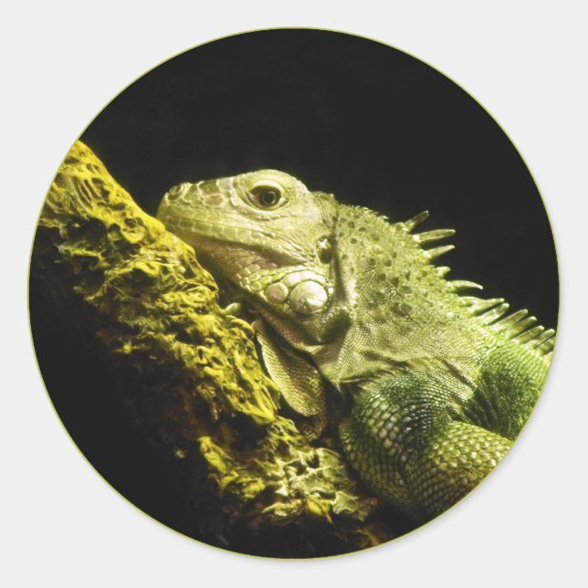 Stickers Noble Iguana (Devant)