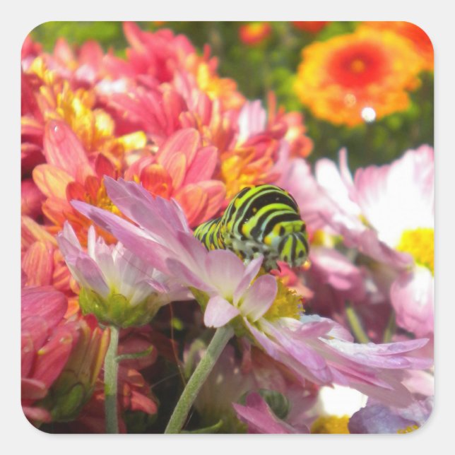 Stickers Nosy Caterpillar (Devant)