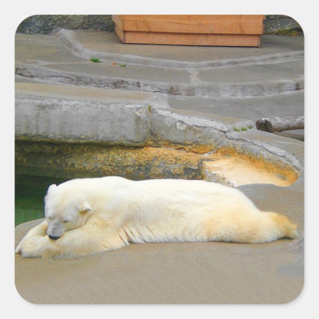Stickers Ours Polaire (Devant)